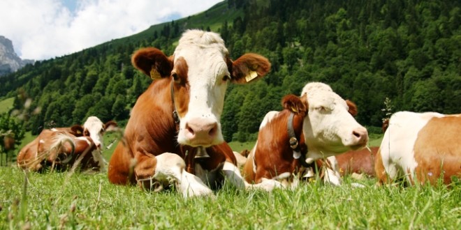 Legge di Bilancio 2018: buone notizie per l’IVA su bovini e suini